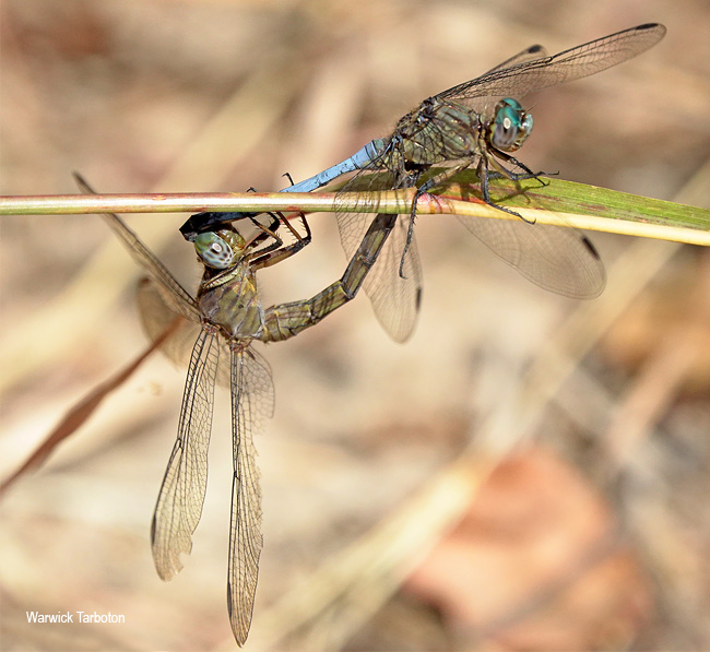 Dragonfly, Orthetrum monardi